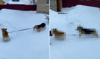 お友達のコーギーをお散歩させたいコーギー。リードを口にくわえて引っ張りますが・・・、なかなかうまくいかないようです