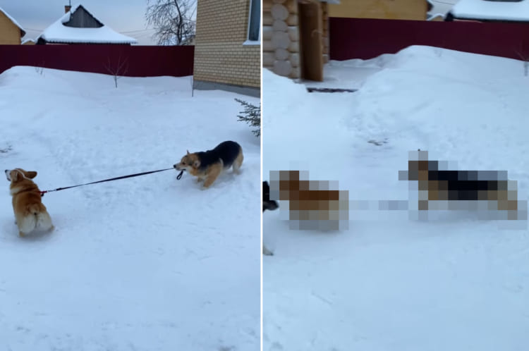 お友達のコーギーをお散歩させたいコーギー。リードを口にくわえて引っ張りますが・・・、なかなかうまくいかないようです