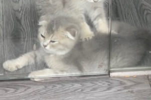 「お客さん、こってますね～」寝そべる子猫の背中を『ふみふみ』でマッサージしてあげるもう一匹の子猫。仲良しな光景にクスっとしちゃう