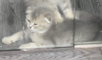 「お客さん、こってますね～」寝そべる子猫の背中を『ふみふみ』でマッサージしてあげるもう一匹の子猫。仲良しな光景にクスっとしちゃう