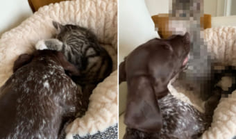 「気持ちよく寝ていたのに!」子犬の遊ぼうアピールに起こされた子猫。お昼寝を邪魔されて怒ったのか、これでもかと『あの技』を連打!!