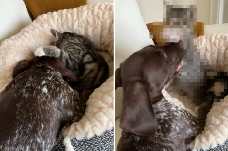 「気持ちよく寝ていたのに！」子犬の遊ぼうアピールに起こされた子猫。お昼寝を邪魔されて怒ったのか、これでもかと『あの技』を連打！！