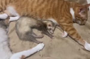 川の字になって仲良くお昼寝する猫とフェレット。その姿はまるで親子やきょうだいのよう、なんとも尊い光景です