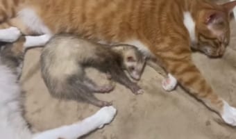 川の字になって仲良くお昼寝する猫とフェレット。その姿はまるで親子やきょうだいのよう、なんとも尊い光景です