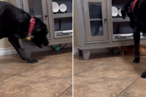 「ボール取れないの？」テレビ台の下に転がったボールが取れなくて困っていた犬。するとそこへ、救世主があらわれました！！