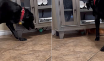 「ボール取れないの?」テレビ台の下に転がったボールが取れなくて困っていた犬。するとそこへ、救世主があらわれました!!