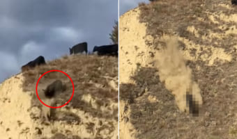 崖のような急斜面を下りはじめた牛。ところが止まれなくなったようで、「鵯越の逆落とし」の如く勢いよく滑りおりていきました!!