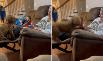 「そんなのじゃなくて、あたしを見てよ」飼い主さんにかまって欲しいコッカープー。飼い主さんの手からスマホをはたく。何度でもはたく！！