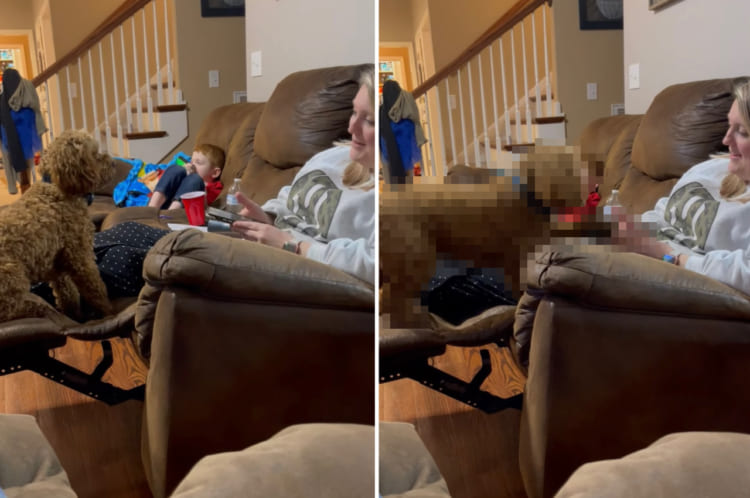 「そんなのじゃなくて、あたしを見てよ」飼い主さんにかまって欲しいコッカープー。飼い主さんの手からスマホをはたく。何度でもはたく！！