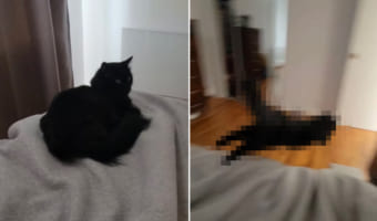 この猫、とっても耳ざとい!遊んでいてもくつろいでいても・・・、自動給餌器の音を聞くとダッシュでごはんへ向かっていくのでした!!