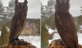 一体どれだけ回るの?!回転する台の上で体は動かさずに顔だけでカメラを追い続けるコノハズク。首が180度どころかもっと回っている?!