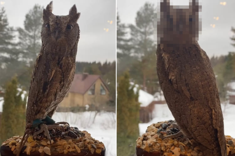 一体どれだけ回るの？！回転する台の上で体は動かさずに顔だけでカメラを追い続けるコノハズク。首が180度どころかもっと回っている？！