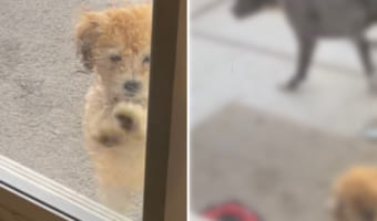 ペットドアの使い方が分からなくて困惑する子犬。それを見たお姉ちゃん犬が、子犬をさりげなく助けてくれました！