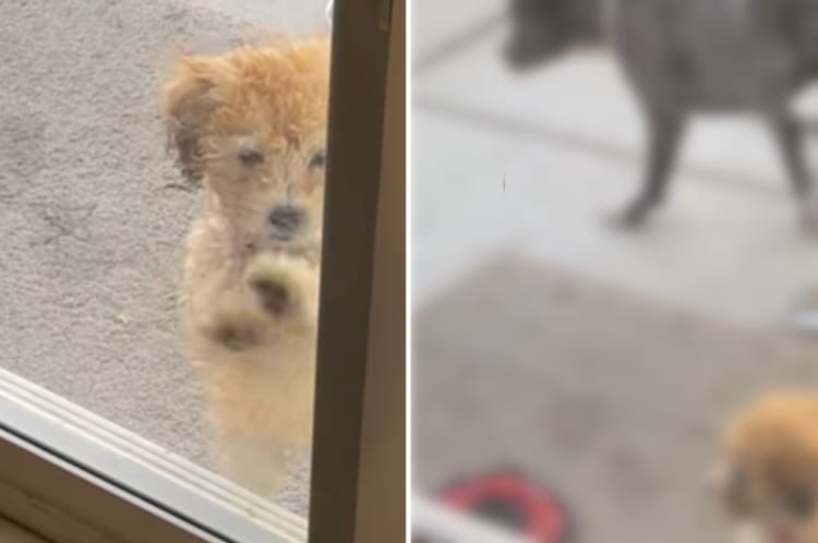 ペットドアの使い方が分からなくて困惑する子犬。それを見たお姉ちゃん犬が、子犬をさりげなく助けてくれました！