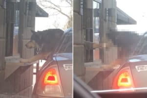 大好きな『パプカップ』を受け取るのが待ちきれなくて車から身を乗り出すハスキー犬。完成したので店員さんが差し出してくれるのですが・・・