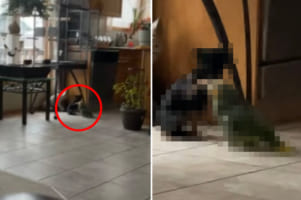 部屋の隅に固まって何かやってると思ったら・・・小型犬が「いい子いい子」とばかりにインコの頭をなでなでしていました！