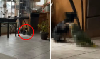 部屋の隅に固まって何かやってると思ったら・・・小型犬が「いい子いい子」とばかりにインコの頭をなでなでしていました!