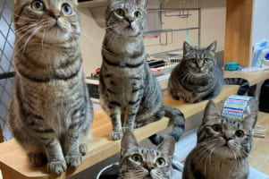 「我が家のキッチンカウンターに並ぶのは・・・」世にもかわいい軍団が並ぶキッチンカウンターの写真に「絶景」「かわいい」と絶賛する声が続々！