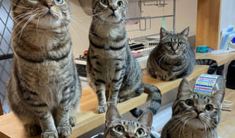 「我が家のキッチンカウンターに並ぶのは・・・」世にもかわいい軍団が並ぶキッチンカウンターの写真に「絶景」「かわいい」と絶賛する声が続々!