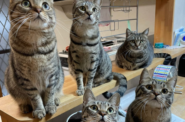 「我が家のキッチンカウンターに並ぶのは・・・」世にもかわいい軍団が並ぶキッチンカウンターの写真に「絶景」「かわいい」と絶賛する声が続々！