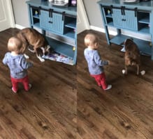 一枚のチラシで一緒に大騒ぎ！1歳の赤ちゃんと生後半年のボクサー犬がチラシをオモチャにして遊んでいました。その姿はむしろ奪い合い？