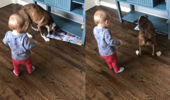 一枚のチラシで一緒に大騒ぎ!1歳の赤ちゃんと生後半年のボクサー犬がチラシをオモチャにして遊んでいました。その姿はむしろ奪い合い?
