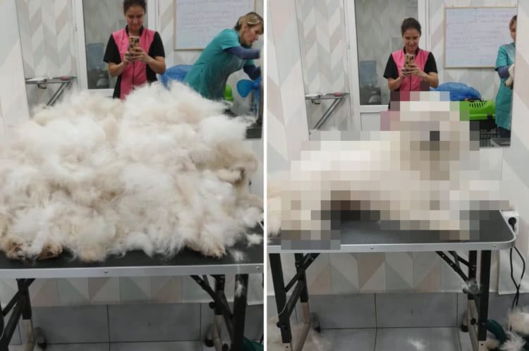 トリミングテーブルの上いっぱいに置かれたモコモコの毛。ここにドライヤーで強めの風を当てるとあらビックリ！！「かわいい存在」が姿をあらわしました！！