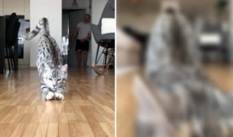 その表情にもご注目!オモチャのネズミを捕まえた猫。ところが床がフローリングだったので、どこまでも滑ってしまい・・・