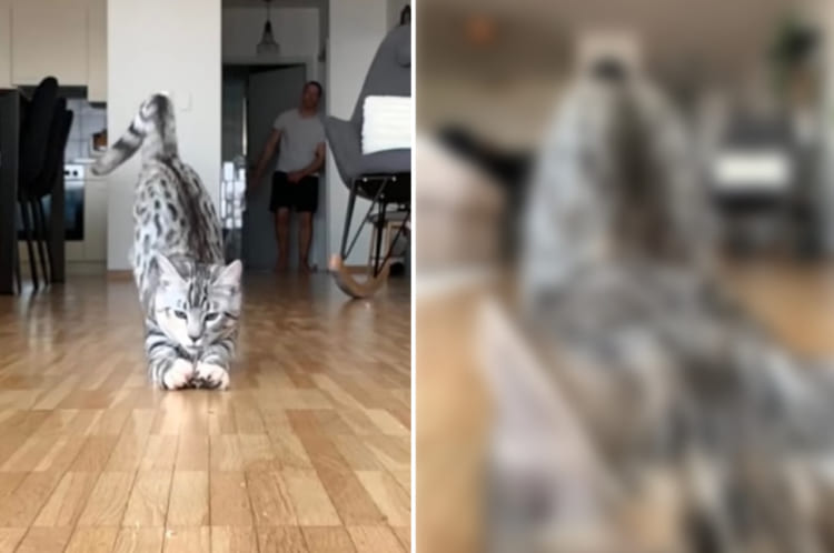 その表情にもご注目！オモチャのネズミを捕まえた猫。ところが床がフローリングだったので、どこまでも滑ってしまい・・・