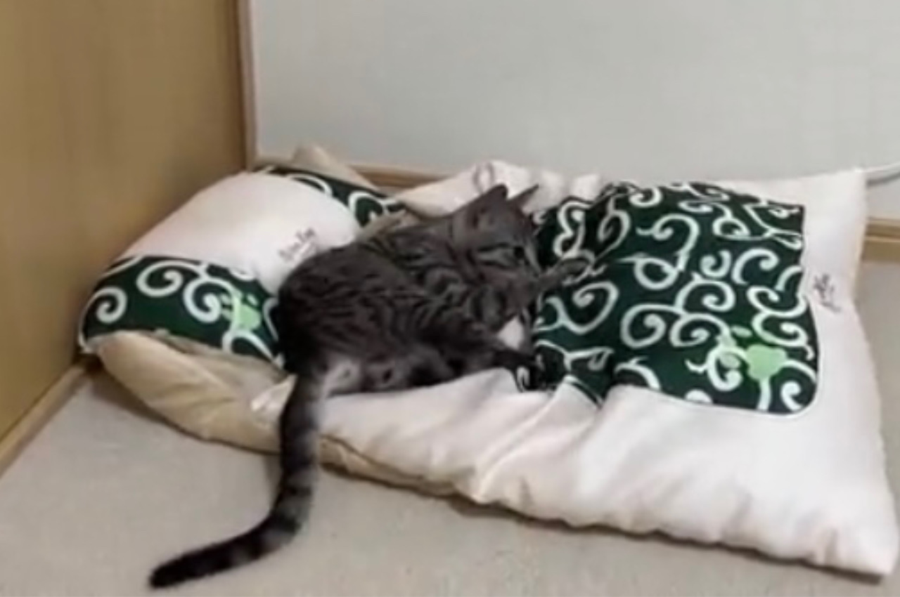 布団にはしゃいでダイブした子猫。ところが布団の中には先客がいたようで・・・、この後の展開が笑えちゃう