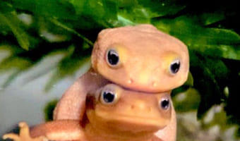 長年イモリを飼育してきた撮影者さんが「1番可愛い写真撮れた」と話すイモリの激かわショット。なんだか尊いその姿に絶賛の嵐!!
