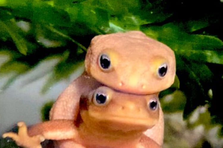 長年イモリを飼育してきた撮影者さんが「1番可愛い写真撮れた」と話すイモリの激かわショット。なんだか尊いその姿に絶賛の嵐！！