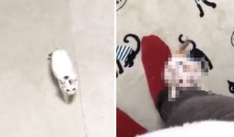 ヨチヨチ歩きで近寄ってきたと思ったら・・・!「なでなで」を要求する姿がかわいすぎる子猫に心奪われる人が続出!!