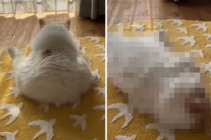 その姿、まさに「ぽて寝」！お尻をついて座り込んだ猫がぽて～んと横になる姿に、虜になるTwitter民が続出！！