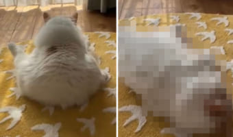 その姿、まさに「ぽて寝」!お尻をついて座り込んだ猫がぽて~んと横になる姿に、虜になるTwitter民が続出!!
