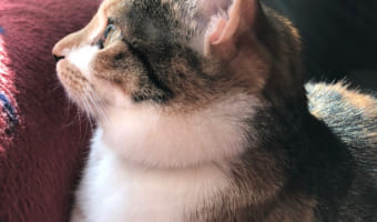 座って遠くを見つめる三毛猫。その体にちょこんと添えられた「おてて」がかわいすぎると大きな反響が!15万件以上のいいねが集まっています