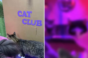 パリピならぬパリニャ？ダンボール製の扉を開くと・・・、そこにはお猫様専用のクラブが！！