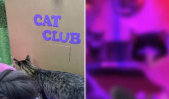 パリピならぬパリニャ?ダンボール製の扉を開くと・・・、そこにはお猫様専用のクラブが!!