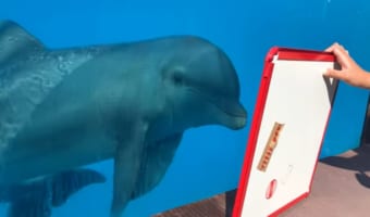 イルカは自分の姿が盛れてるか確認中？お客さんが差し出した鏡に写る自分の姿をチェックしているのか、その場から動こうとしません！！