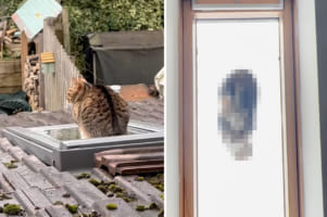 【絶景】キッチンの天窓の上に愛猫が座り込むのを目撃した飼い主さん。これはレアな姿を見る絶好のチャンスと、急ぎキッチンへ向かいます！！