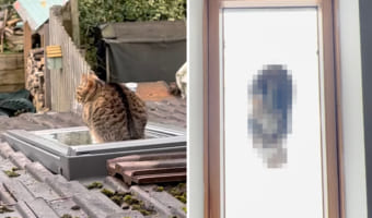 【絶景】キッチンの天窓の上に愛猫が座り込むのを目撃した飼い主さん。これはレアな姿を見る絶好のチャンスと、急ぎキッチンへ向かいます！！