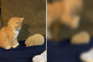 子猫と一緒に遊びたそうにしているハリネズミ。ところが近寄ってきたハリネズミの針がチクリと当たって・・・、子猫はビックリ仰天！！