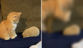 子猫と一緒に遊びたそうにしているハリネズミ。ところが近寄ってきたハリネズミの針がチクリと当たって・・・、子猫はビックリ仰天!!
