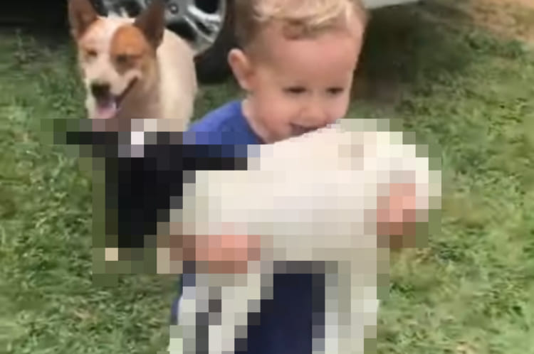 牧場で遊ぶ男の子。ヒツジの赤ちゃんをだっこして移動するその姿は、とても幸せそう！！笑顔にあふれています！！