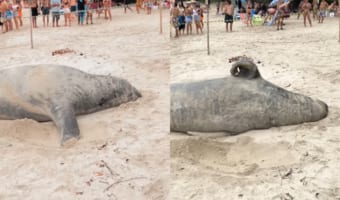 ブラジルのビーチに姿をあらわしたゾウアザラシ。砂浜に横たわり、ポリポリ体を掻いたり寝返りを打ったり・・・、なんだかのんびりくつろいでいるようです