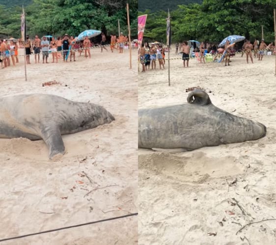 ブラジルのビーチに姿をあらわしたゾウアザラシ。砂浜に横たわり、ポリポリ体を掻いたり寝返りを打ったり・・・、なんだかのんびりくつろいでいるようです