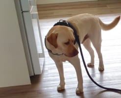 「まだまともに歩けないような人が」渋い表情のラブラドールレトリバー。その理由を捉えた写真にTwitterで18万以上のいいねが寄せられる大反響！！