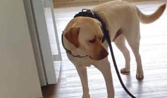 「まだまともに歩けないような人が」渋い表情のラブラドールレトリバー。その理由を捉えた写真にTwitterで18万以上のいいねが寄せられる大反響！！