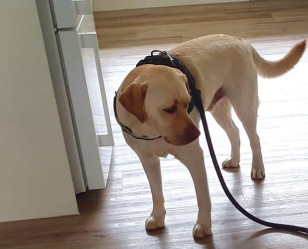 「まだまともに歩けないような人が」渋い表情のラブラドールレトリバー。その理由を捉えた写真にTwitterで18万以上のいいねが寄せられる大反響！！