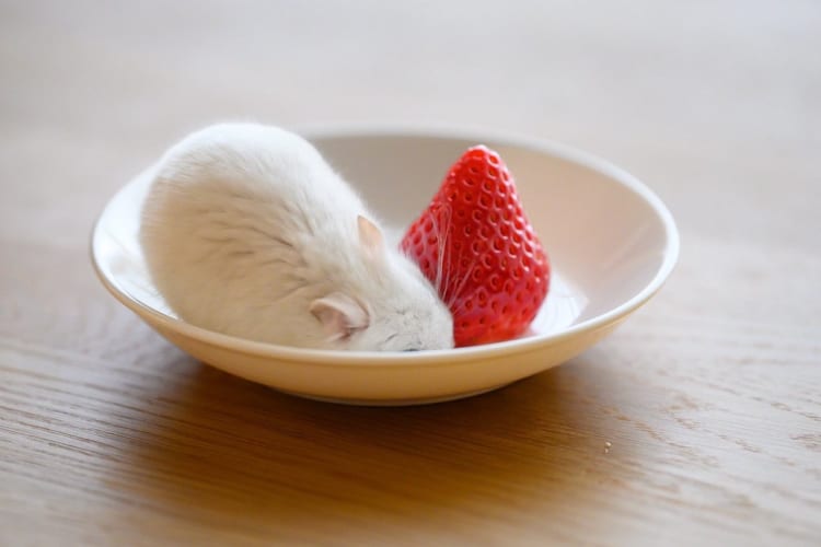 いちごとハムスターのツーショットがどう見ても「スイーツ」！アイスや大福を彷彿とさせるそのかわいい姿がTwitter民を虜にし、6万件以上のいいねが！